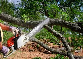 Best Commercial Tree Services  in Elkton, VA