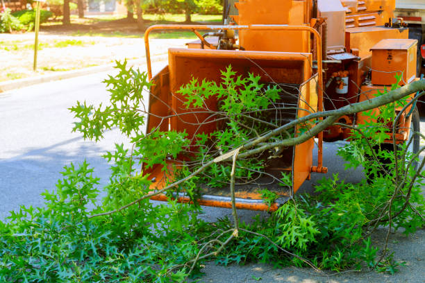 Best Aeration Services  in Elkton, VA