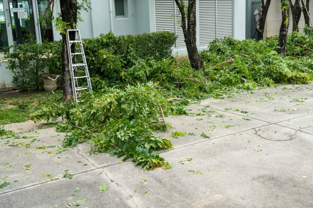 Best Tree Cabling and Bracing  in Elkton, VA