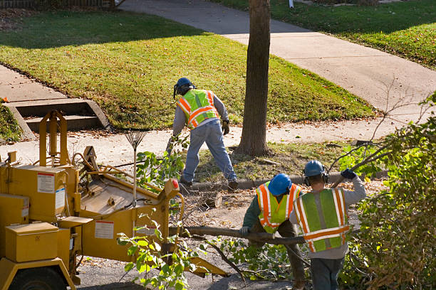 Best Tree Planting  in Elkton, VA