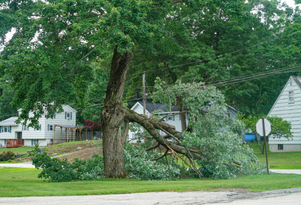 Best Fruit Tree Pruning  in Elkton, VA