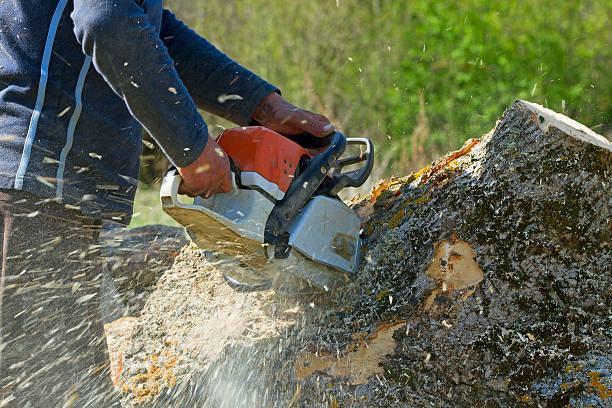 Best Firewood Processing and Delivery  in Elkton, VA