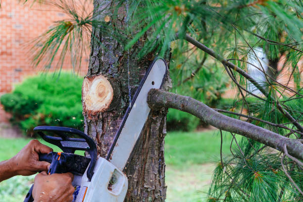 Best Storm Damage Tree Cleanup  in Elkton, VA